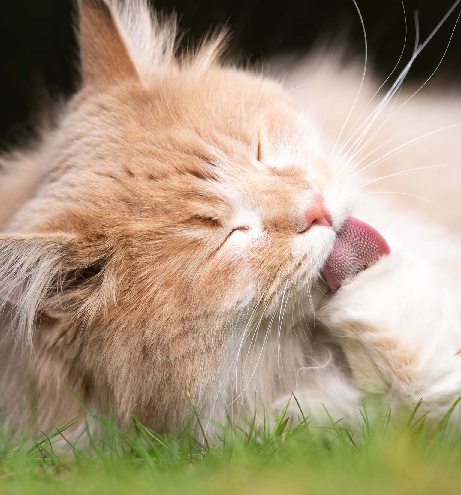 ¿Por qué los gatos vomitan bolas de pelo?