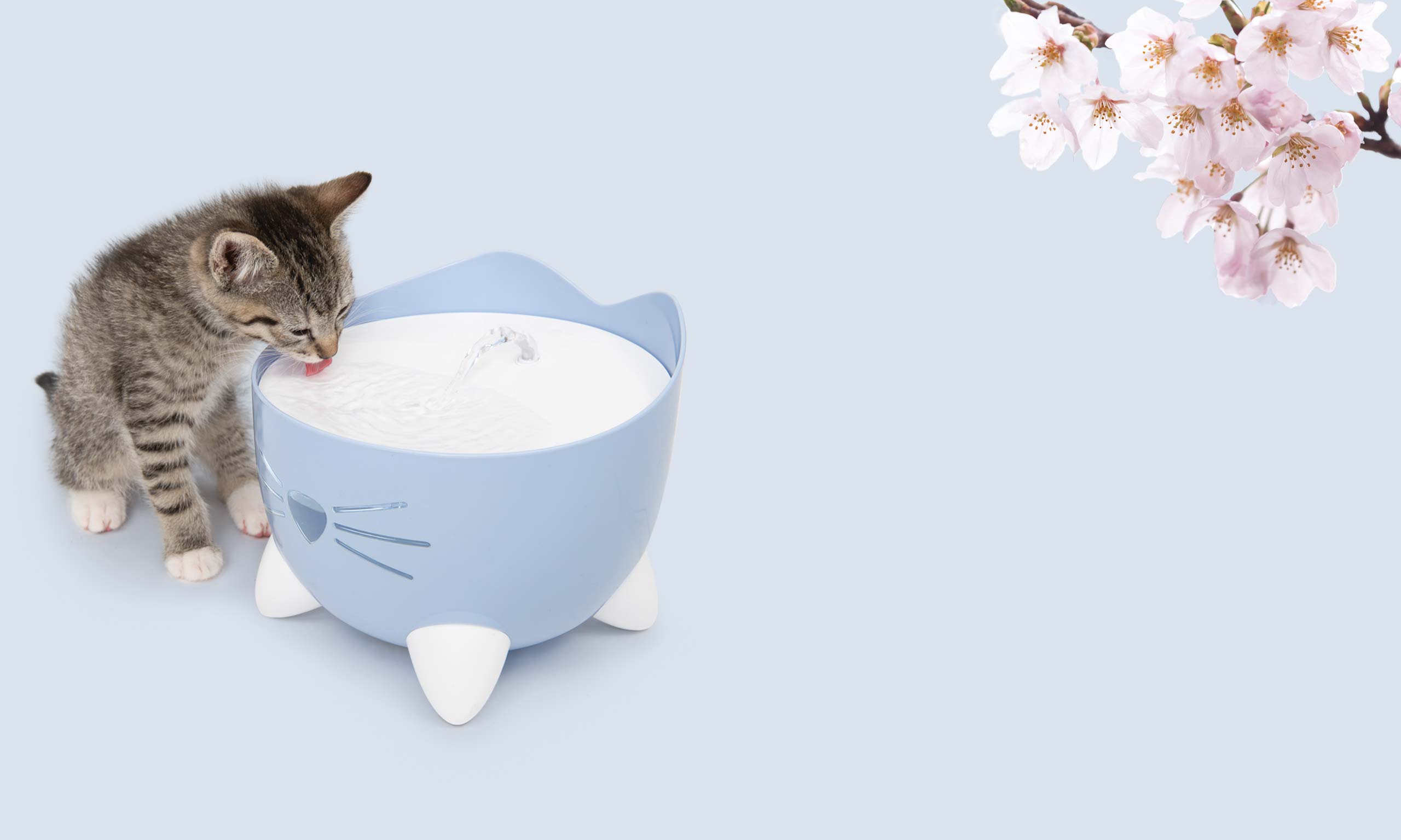 A tabby kitten drinking from a light blue cat-shaped water fountain with cherry blossoms in the corner