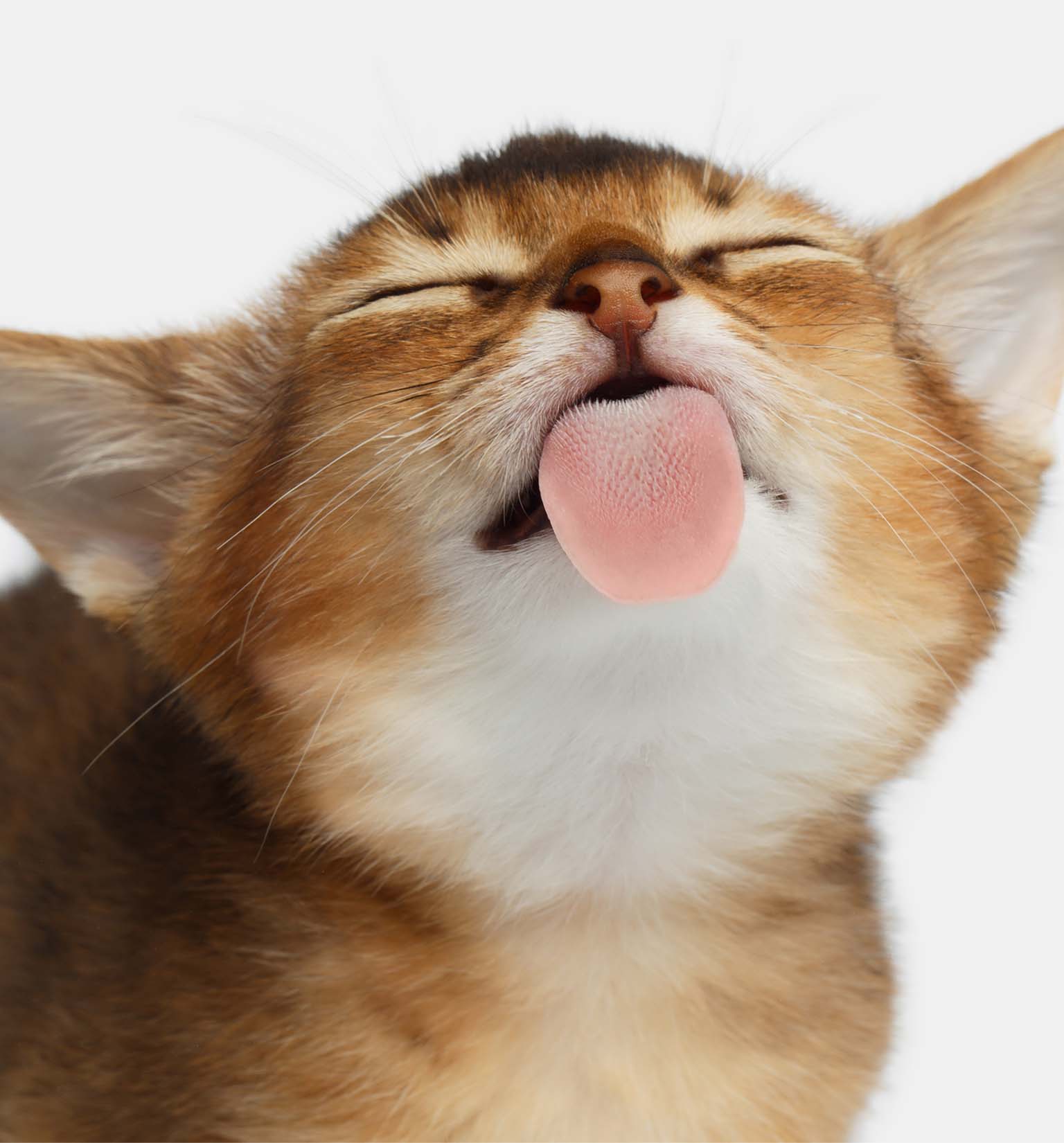 6 Gründe, warum deine Katze gerne an dir leckt