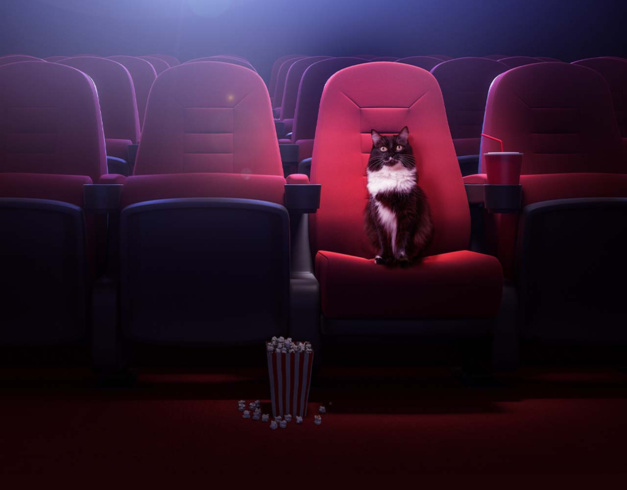 Must-see cat movies