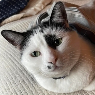 cat named Marilyn