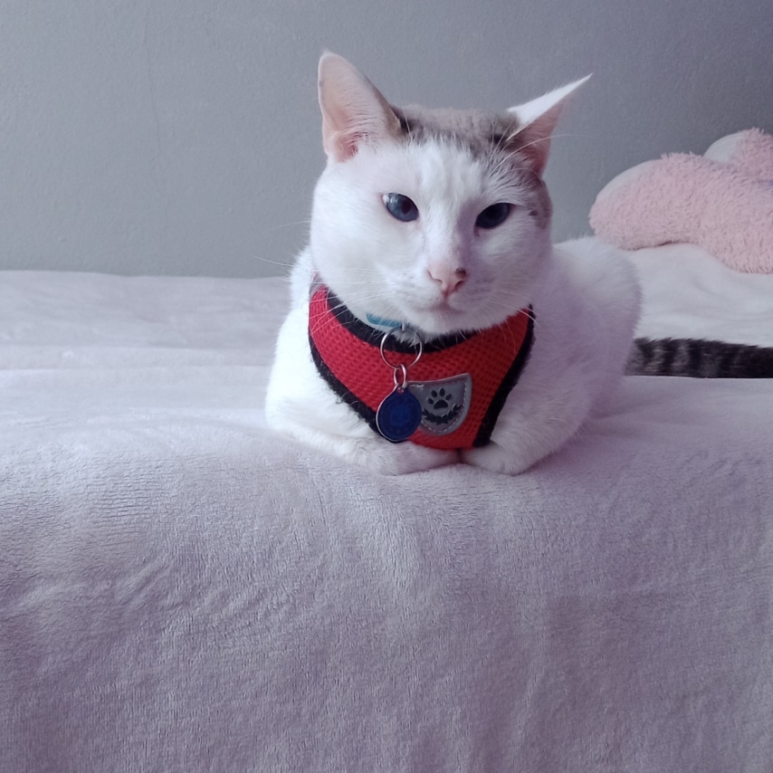 Katze namens Lino