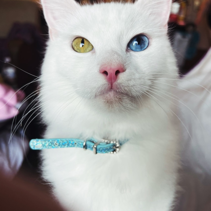Katze namens Zsadist