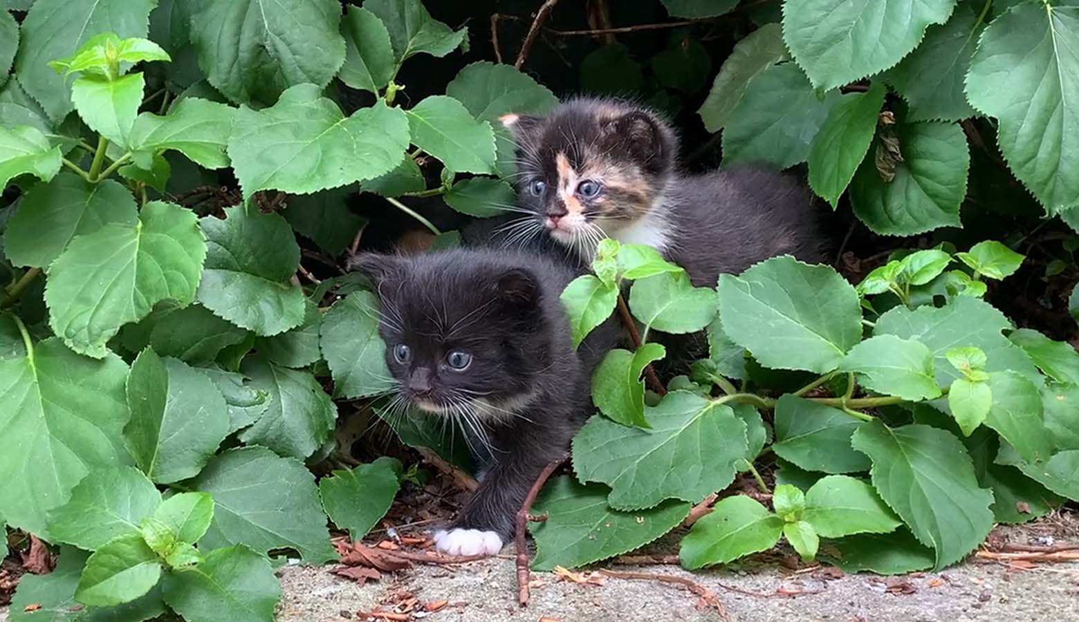 Two small kittens, one black and one calico, peeking out from behind green leaves