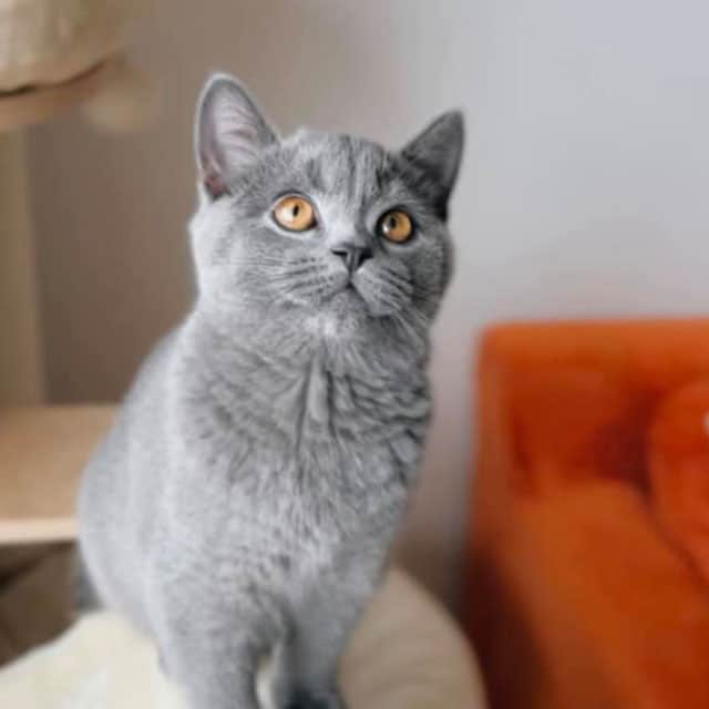 A grey British Shorthair kitten with bright orange eyes looking upward while sitting on a cat tree