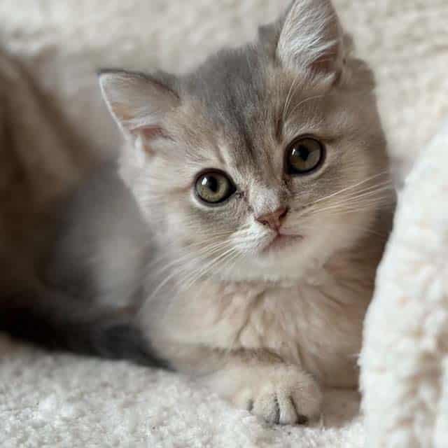 A fluffy, light-colored kitten with large, expressive eyes resting on a soft, textured surface