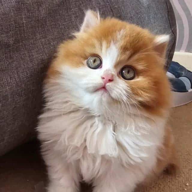 A fluffy orange and white kitten looking upward with large, expressive eyes