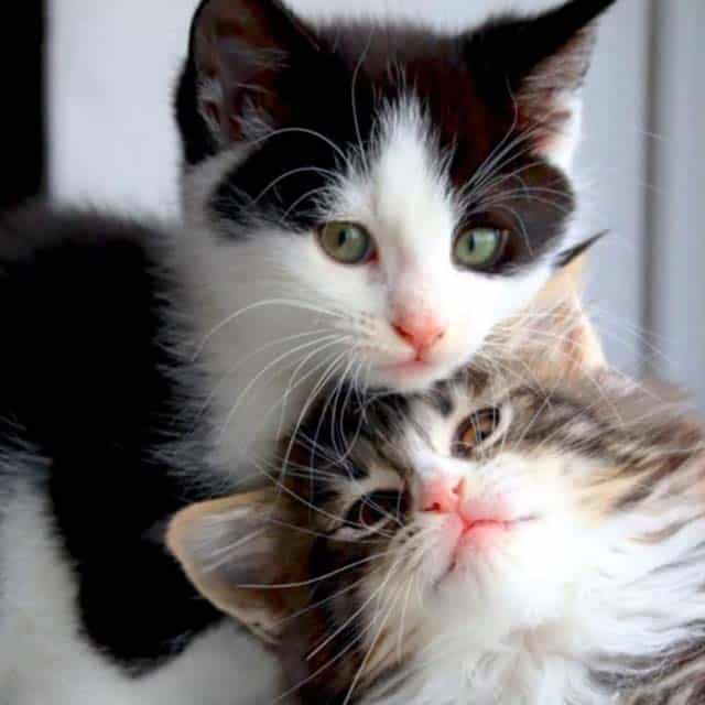 Kittens Luke & Leia