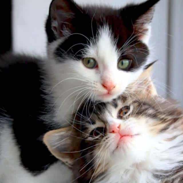 Two kittens cuddling together, one black and white and one brown tabby