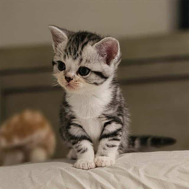 A small, fluffy silver tabby kitten sitting on a soft surface