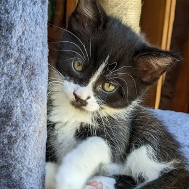 A black and white kitten with green eyes sitting next to a gray cat scratching post