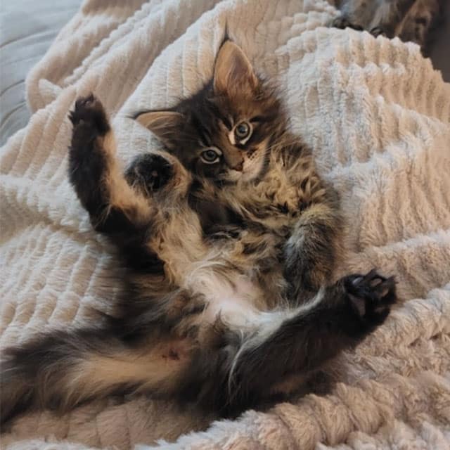 A fluffy brown tabby kitten lying on its back on a textured beige blanket with its paws in the air