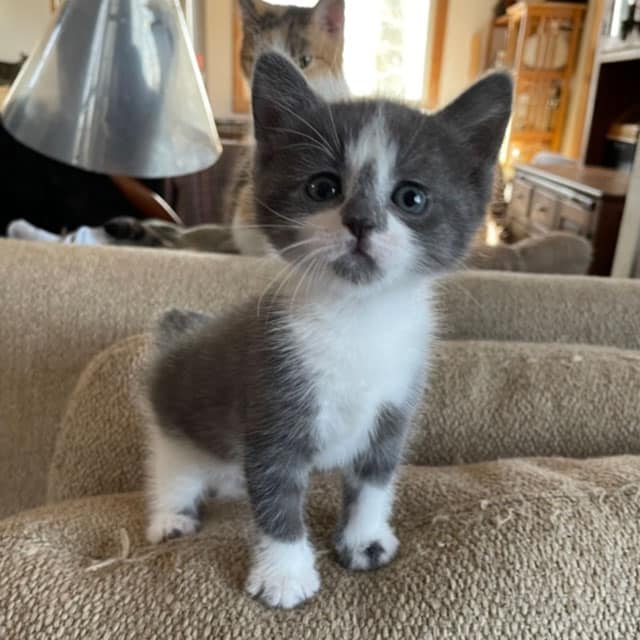 A grey and white kitten with large paws stands on a couch, with another cat visible in the background
