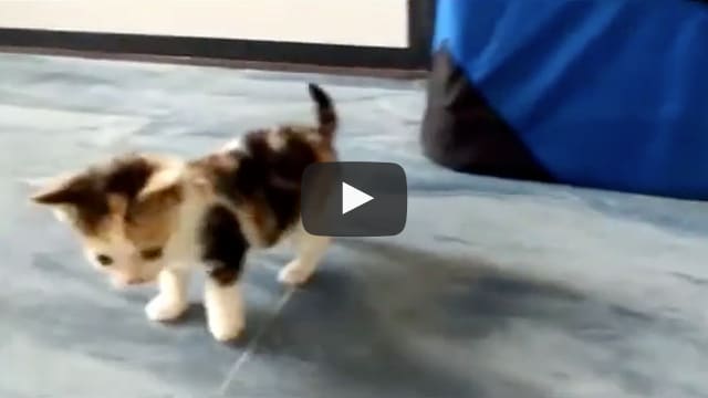 A small calico kitten walking on a floor with a play button overlay