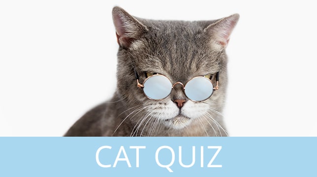 A gray cat wearing round glasses above the text Cat Quiz