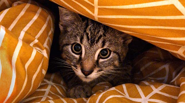 A tabby kitten peeking out from under a yellow and white patterned blanket