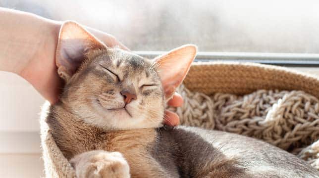 A person petting a happy Abyssinian cat resting in a woven basket