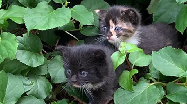 Two small kittens, one black and one calico, peeking out from behind green leaves