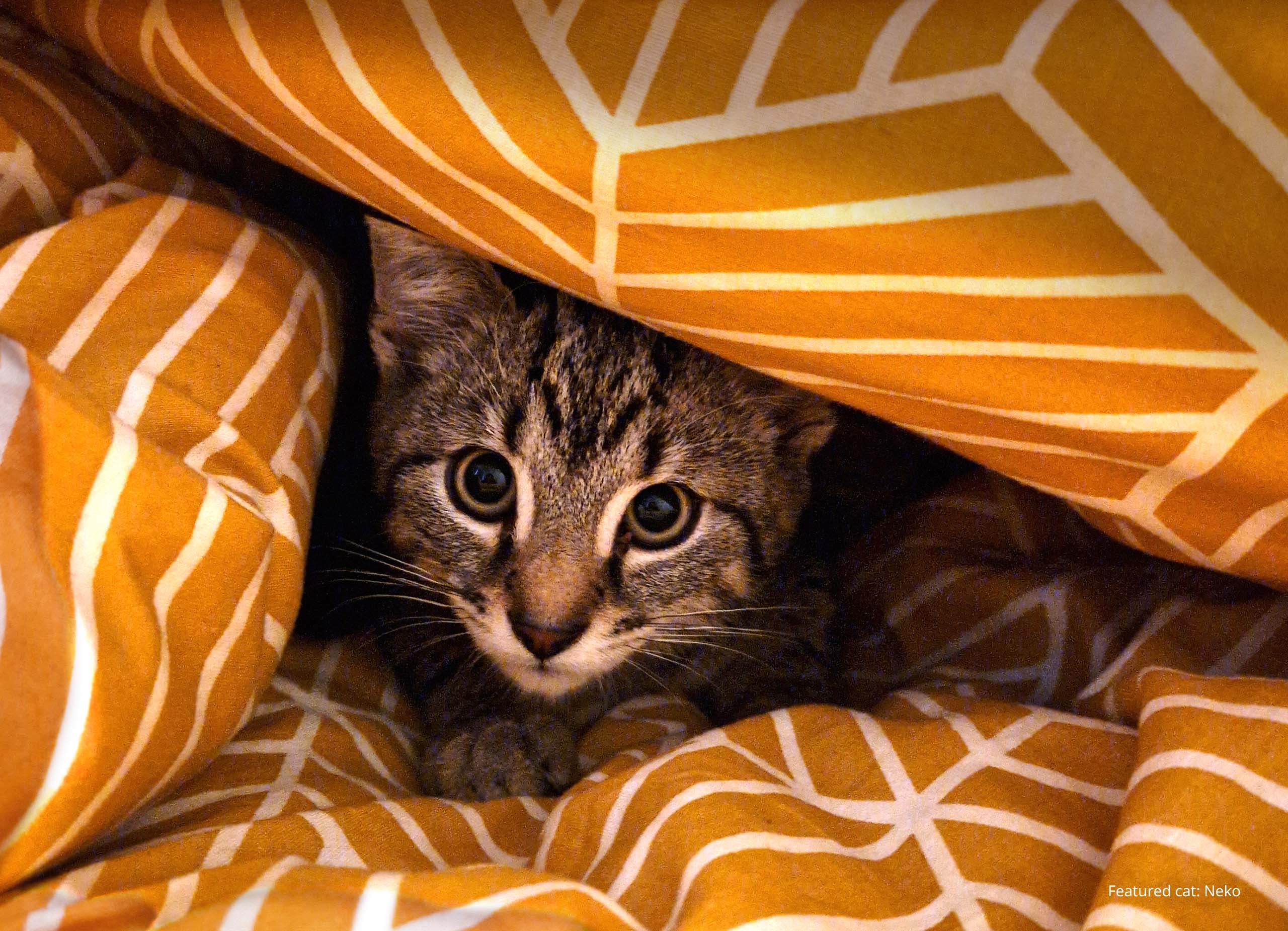 A tabby kitten peeking out from under a yellow and white patterned blanket