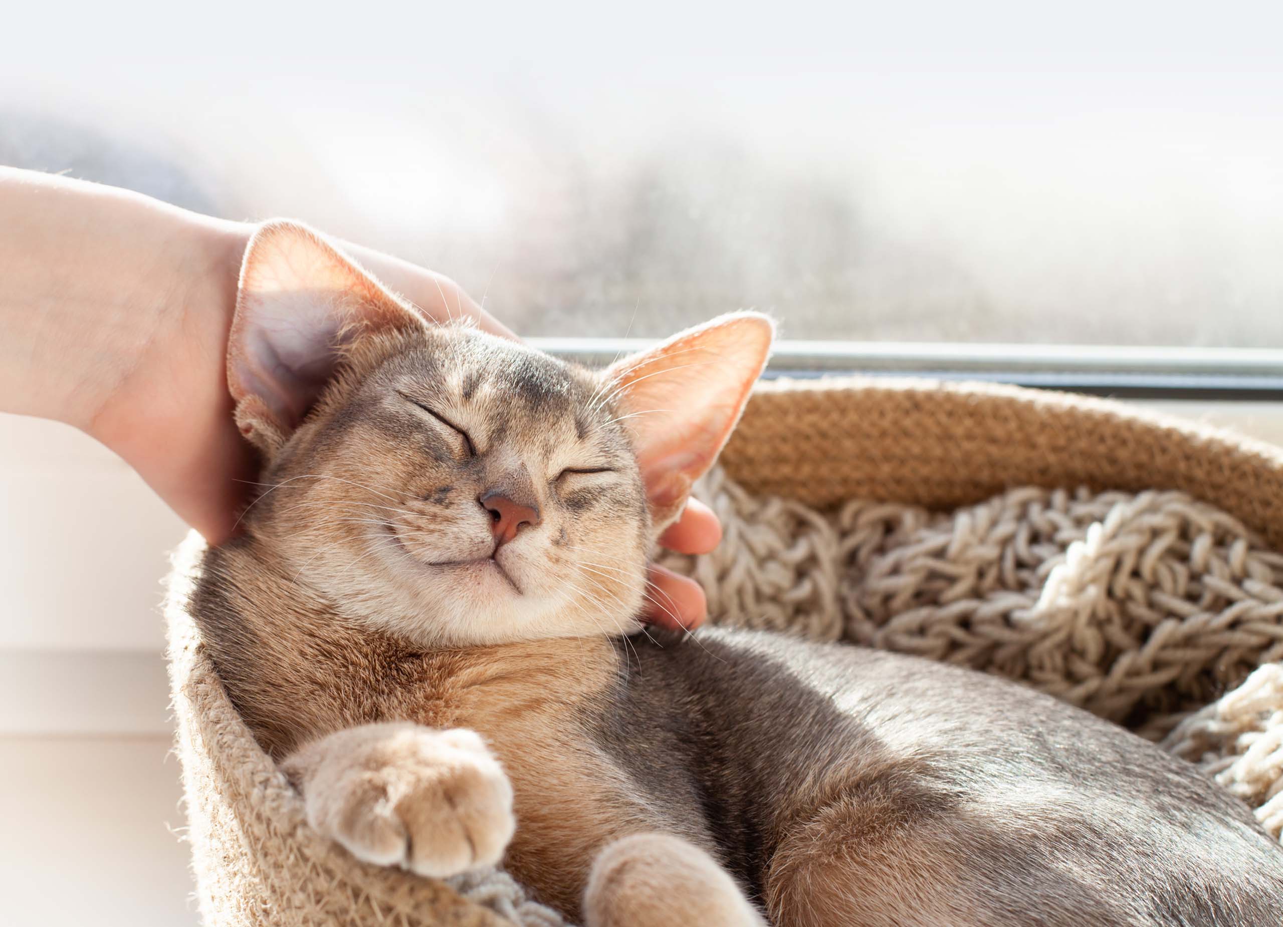 A person gently petting an Abyssinian cat resting in a cozy, woven basket by a sunny window