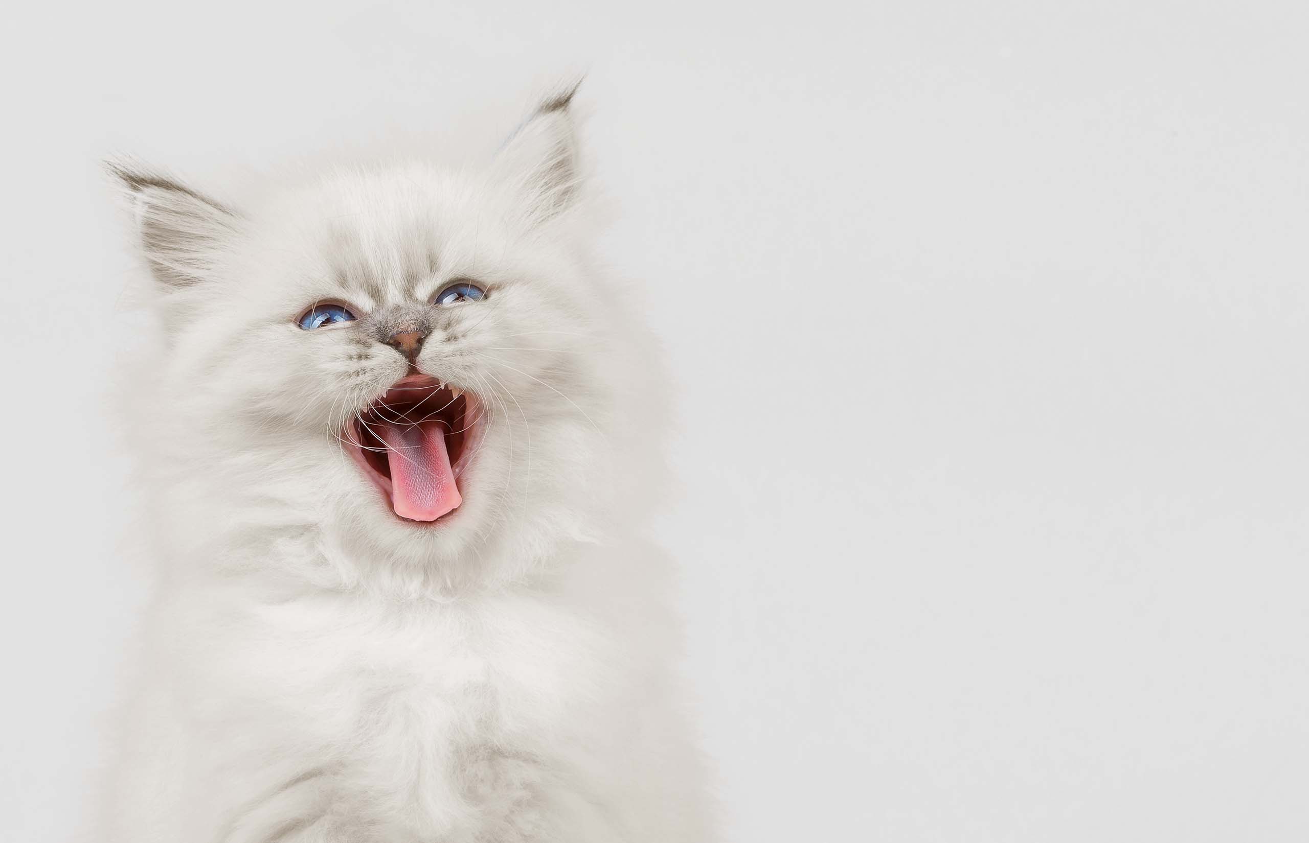 Tutto quello che devi sapere sui denti del tuo gattino
