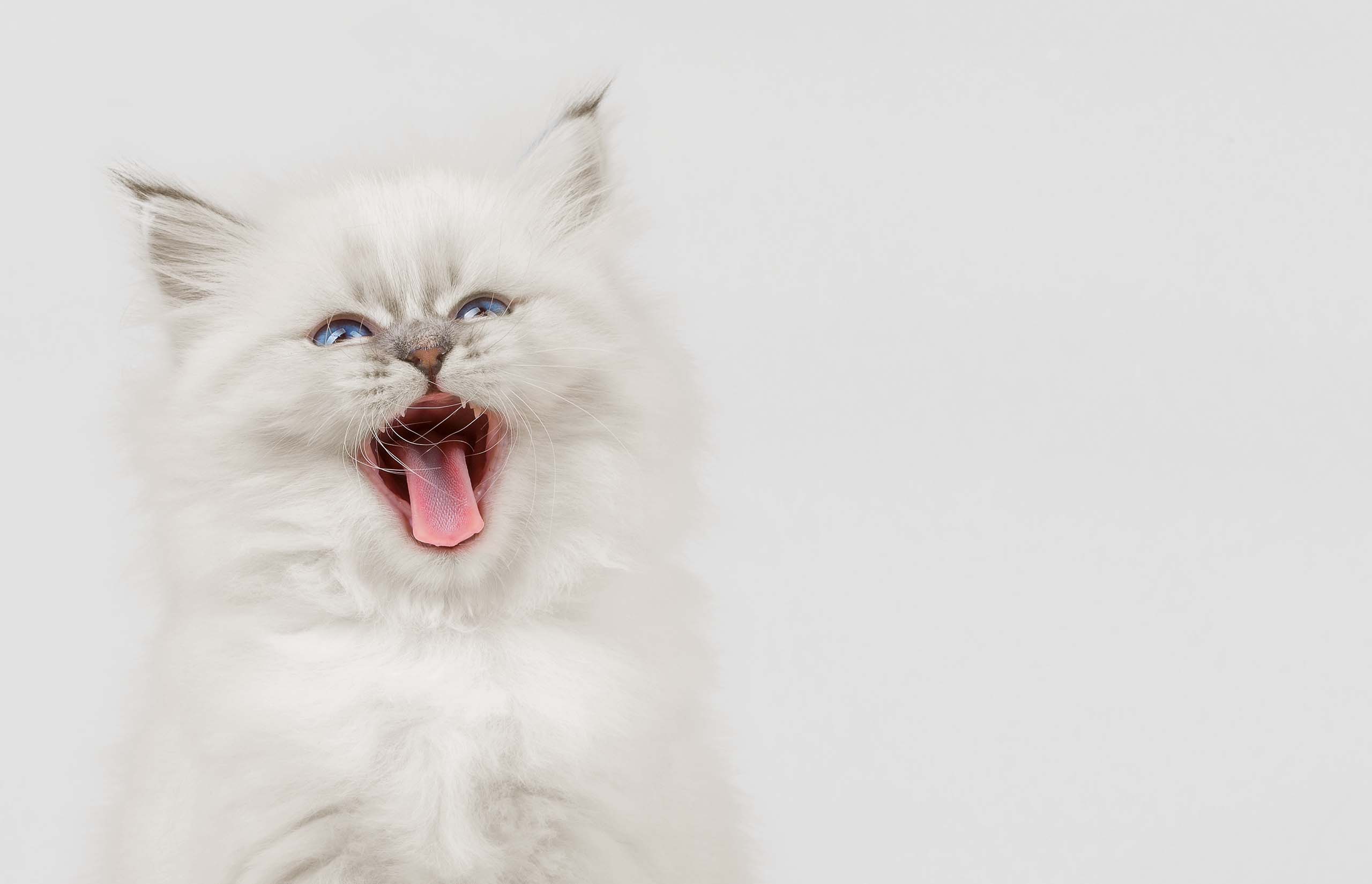 A fluffy white kitten with blue eyes yawning with its mouth wide open