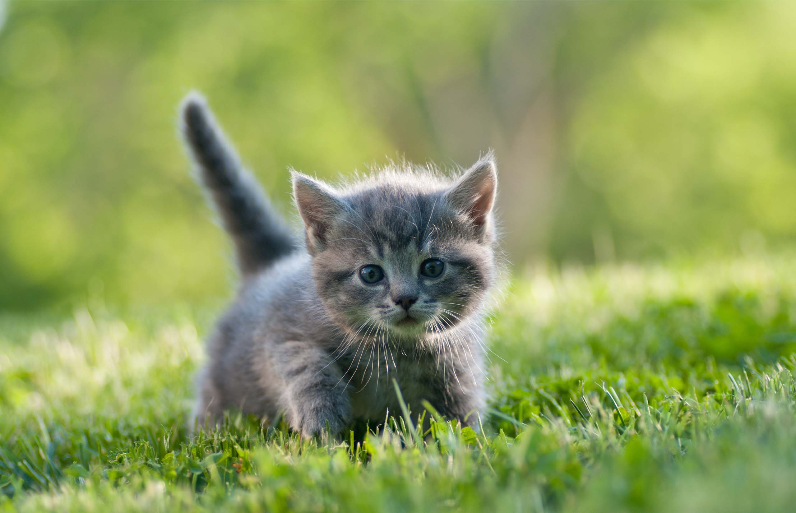 A small grey tabby kitten walking through green grass