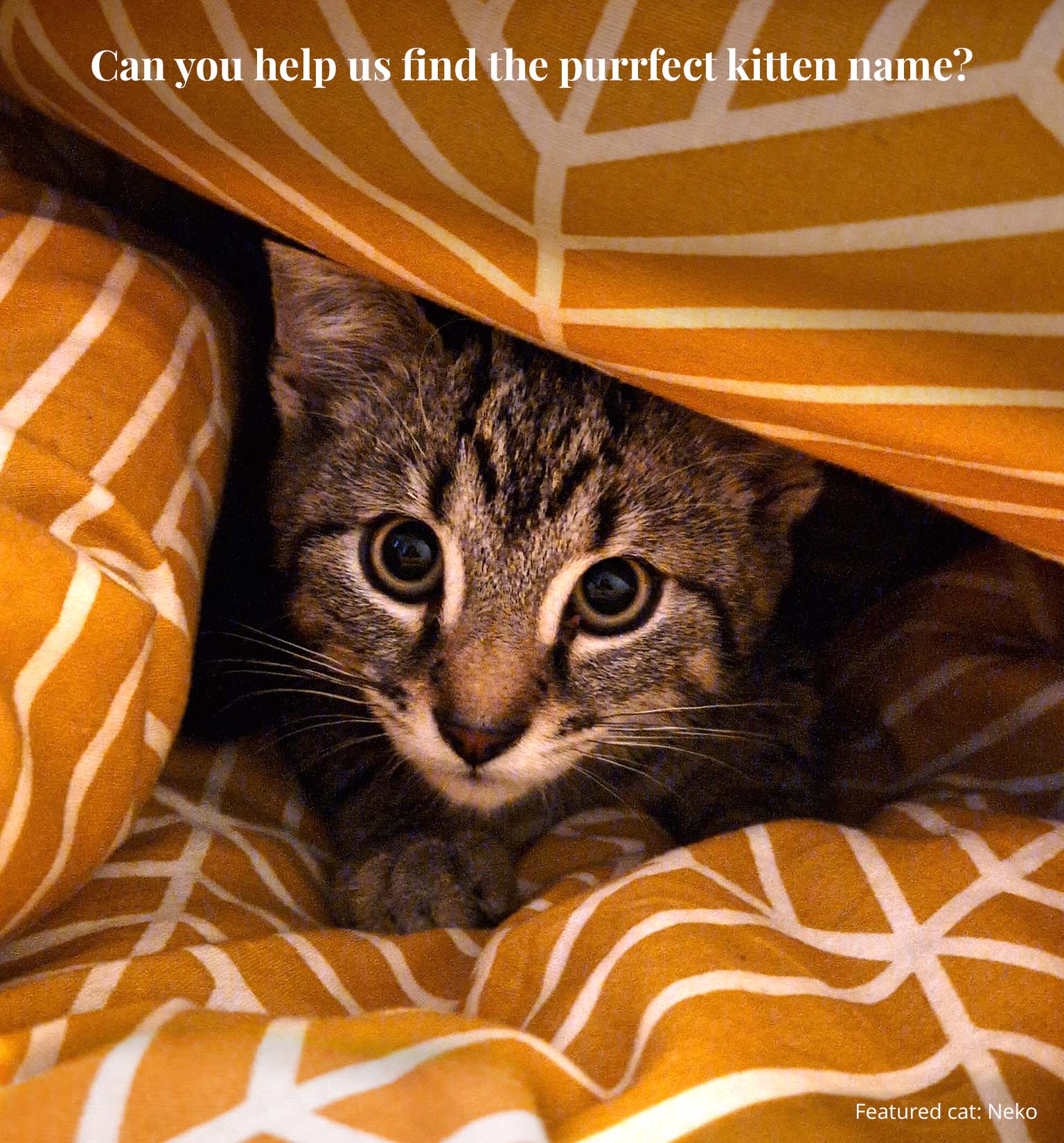 Can you help us find the purrfect kitten name?