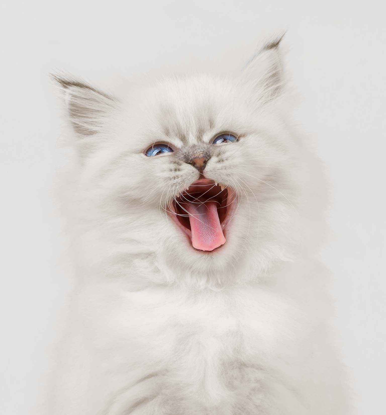 Fluffy white kitten with blue eyes yawning with its mouth wide open
