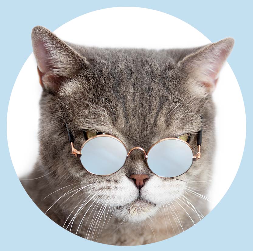 A gray cat wearing round, silver-rimmed sunglasses against a light blue circular background