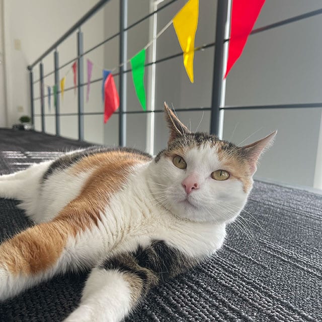 A calico cat lying on a carpeted floor in front of a railing decorated with colorful triangular bunting