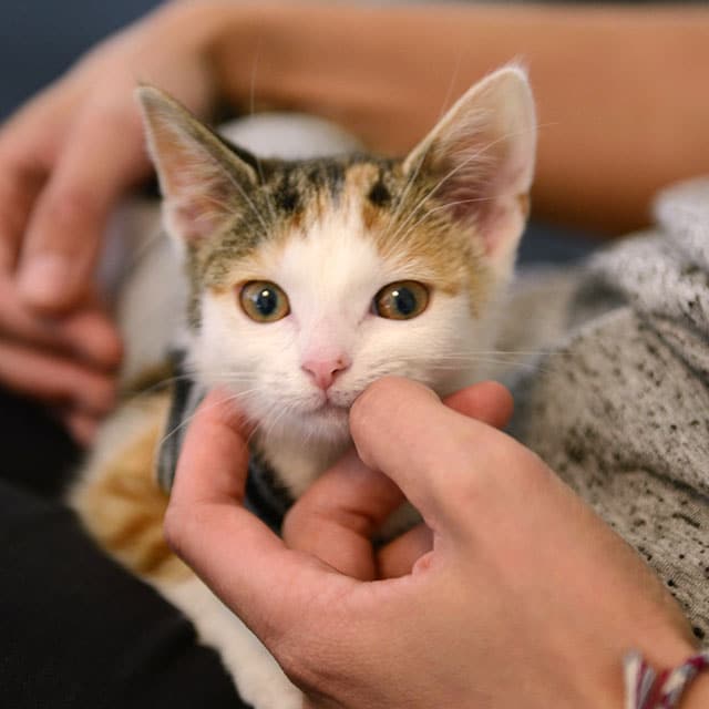 A person gently petting a calico kitten under its chin