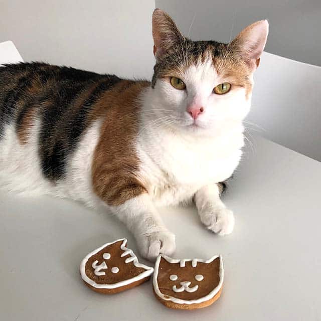 A calico cat sitting on a white surface next to two cat-shaped cookies