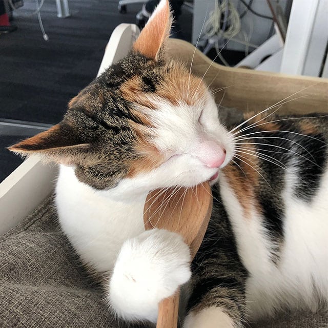 A calico cat resting its head against a wooden spoon while holding it with one paw