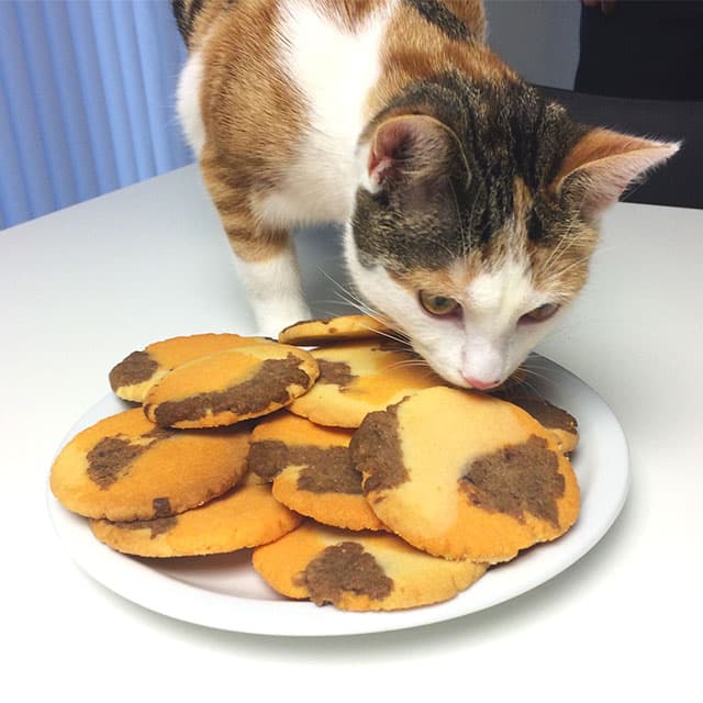 A calico cat sniffing a plate of cookies that feature a pattern resembling its own fur coat