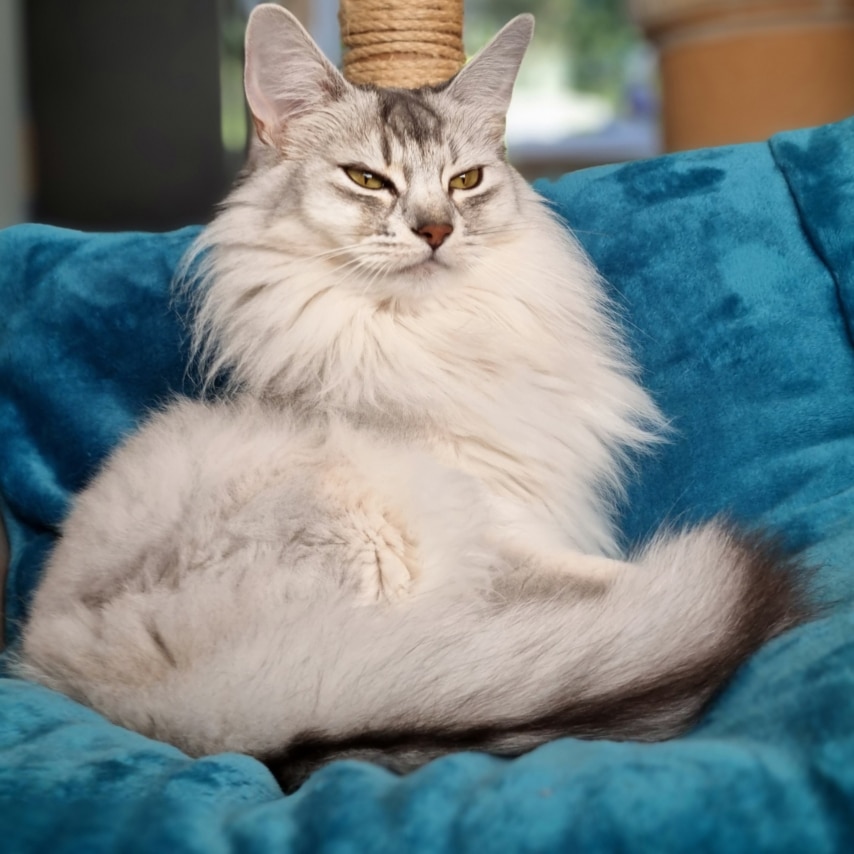 Somantikks Hoban Washburne- Pet name: Wash