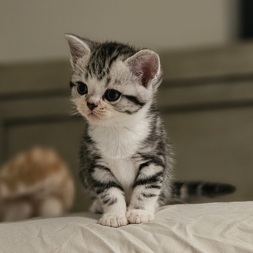 chat nommé Maggie Mae