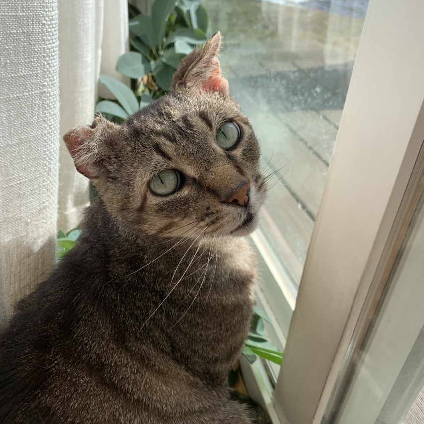 cat named Throckmorton