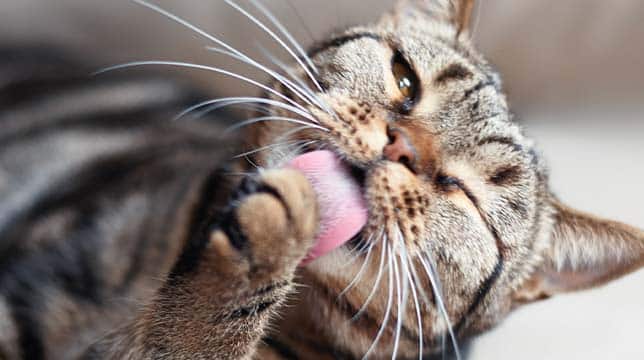 A tabby cat grooming its paw with its tongue