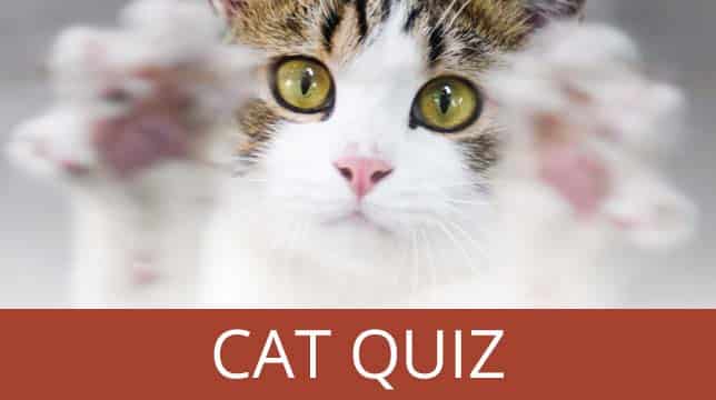 Cat Quiz banner featuring a close-up of a cat with its paws raised