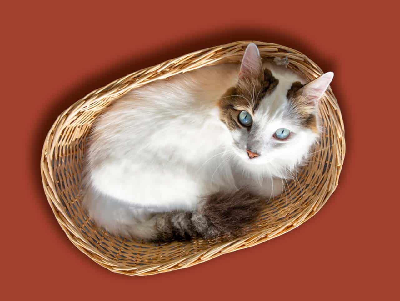 A fluffy white cat with brown markings and blue eyes curled up inside a woven wicker basket