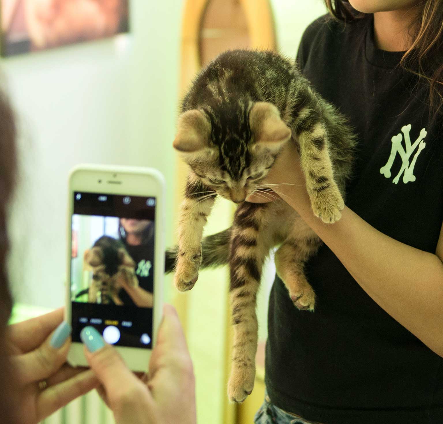 A person holds a tabby kitten while another person takes a photo of it with a smartphone