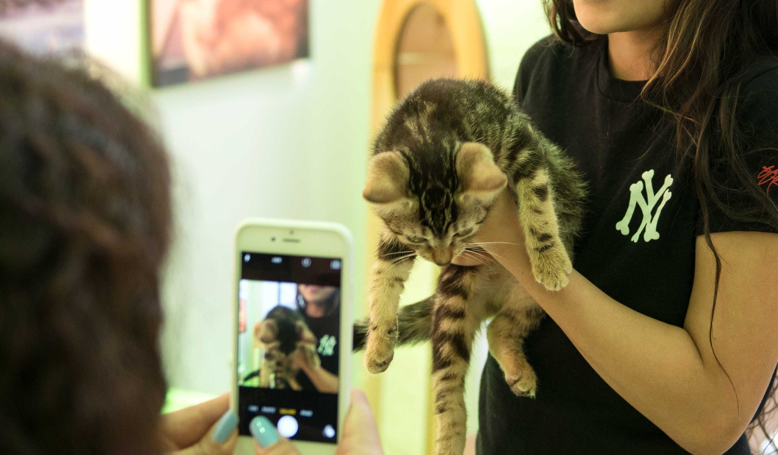 A person holds a tabby kitten while another person takes a photo of it with a smartphone