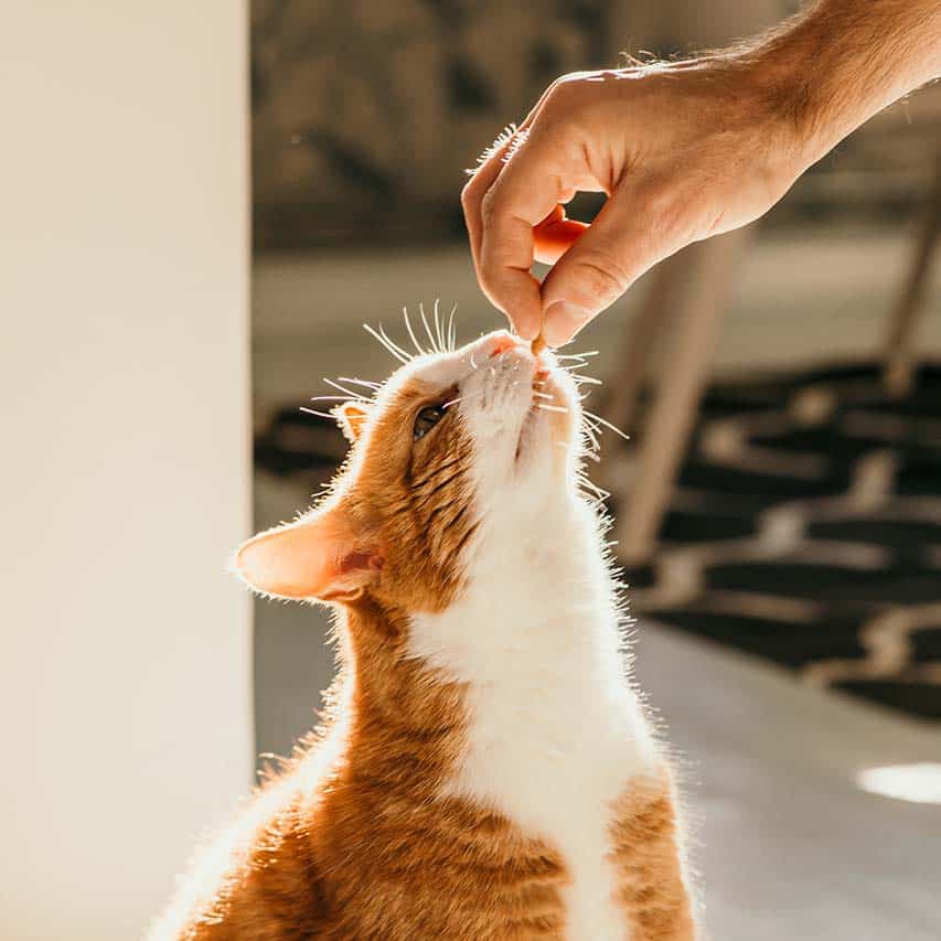 A person holding a small treat for an orange and white cat to eat