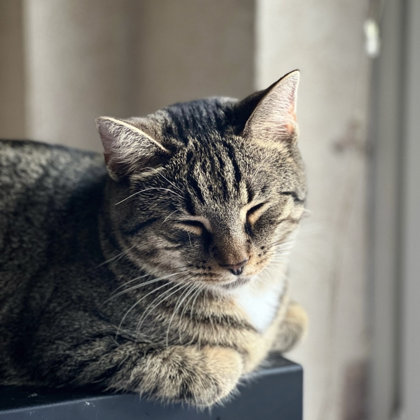 Katze namens Daisy