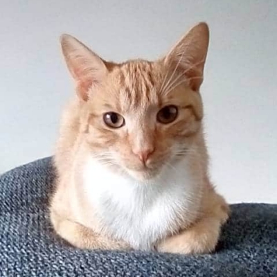 Katze namens Pumpkin
