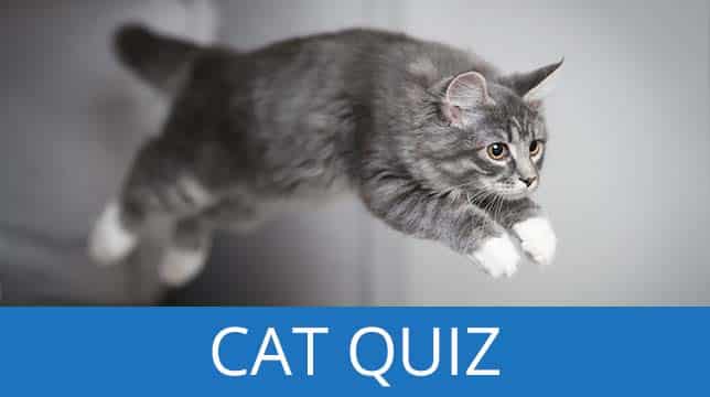 A gray tabby cat leaping through the air above the text Cat Quiz