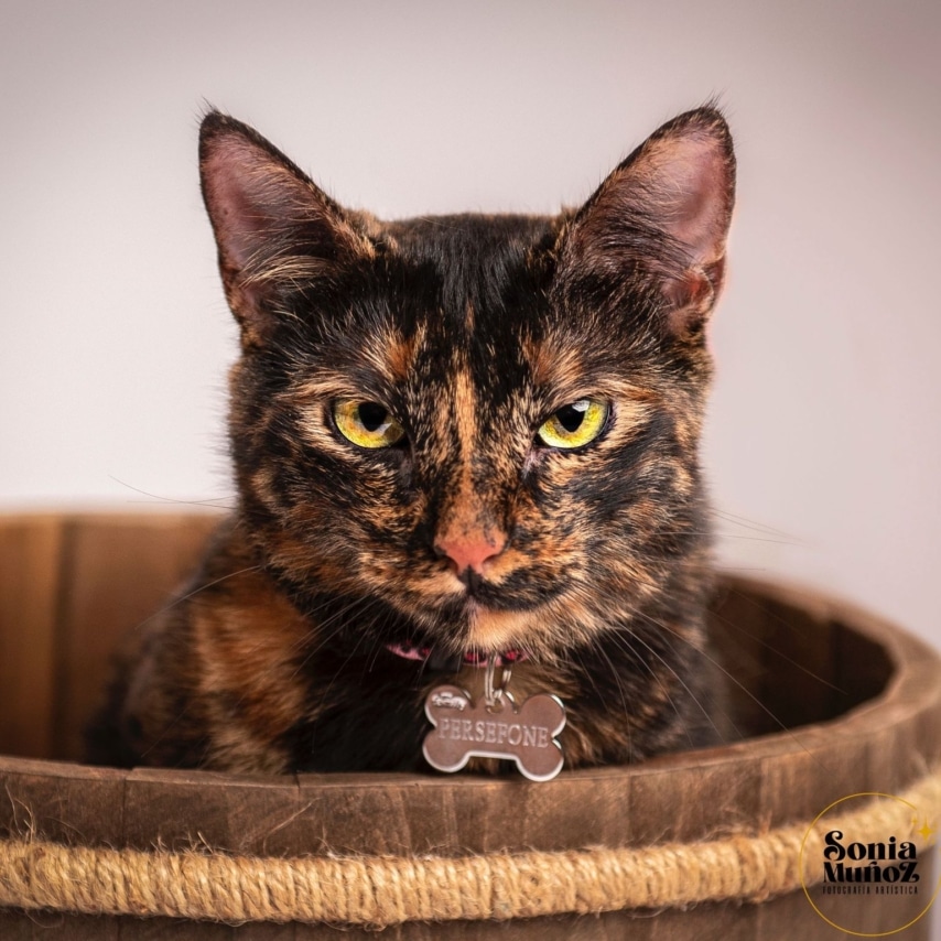 cat named Perséfone