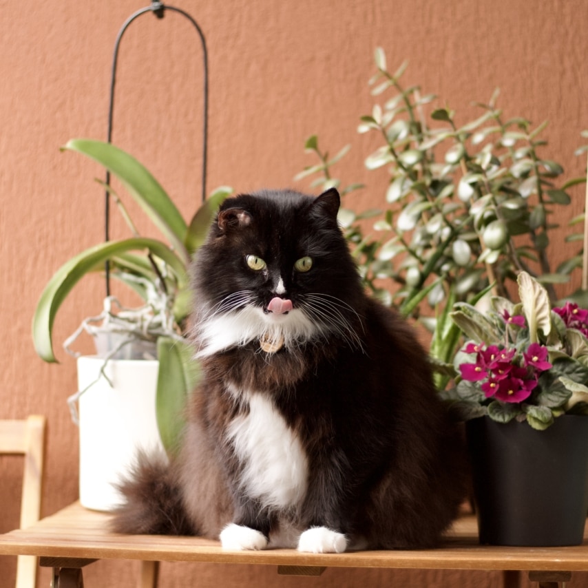 cat named Kaku