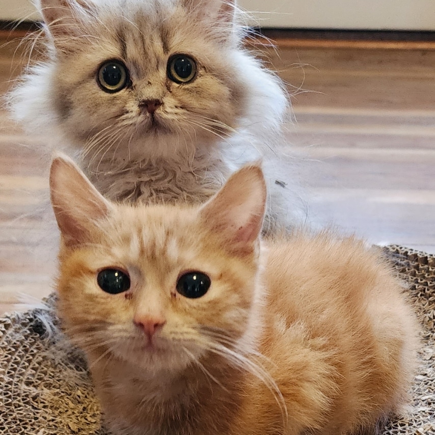 cat named Punkin and Nilla